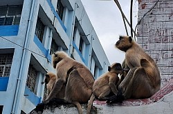 Monkey