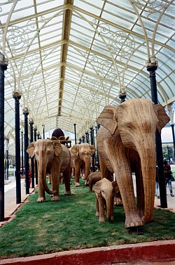 Elephant