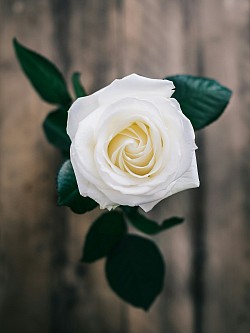 White