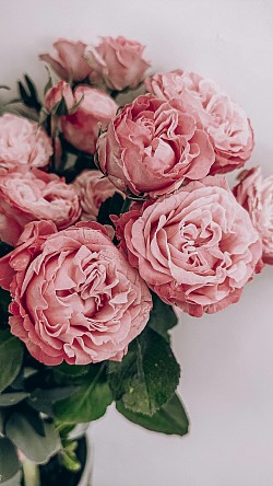 Bloom