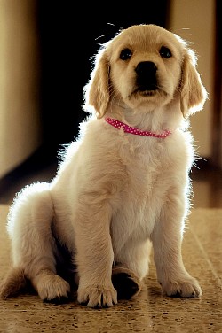 Puppy