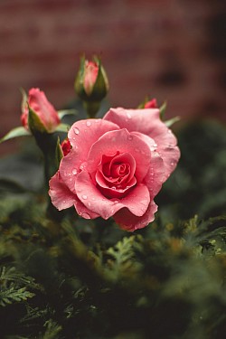 Rose