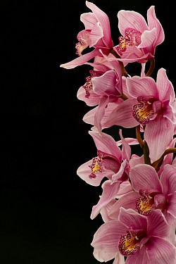 Orchid